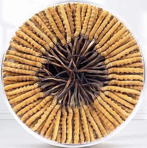 西林冬虫夏草回收